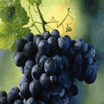 pic for Fresh Grapes